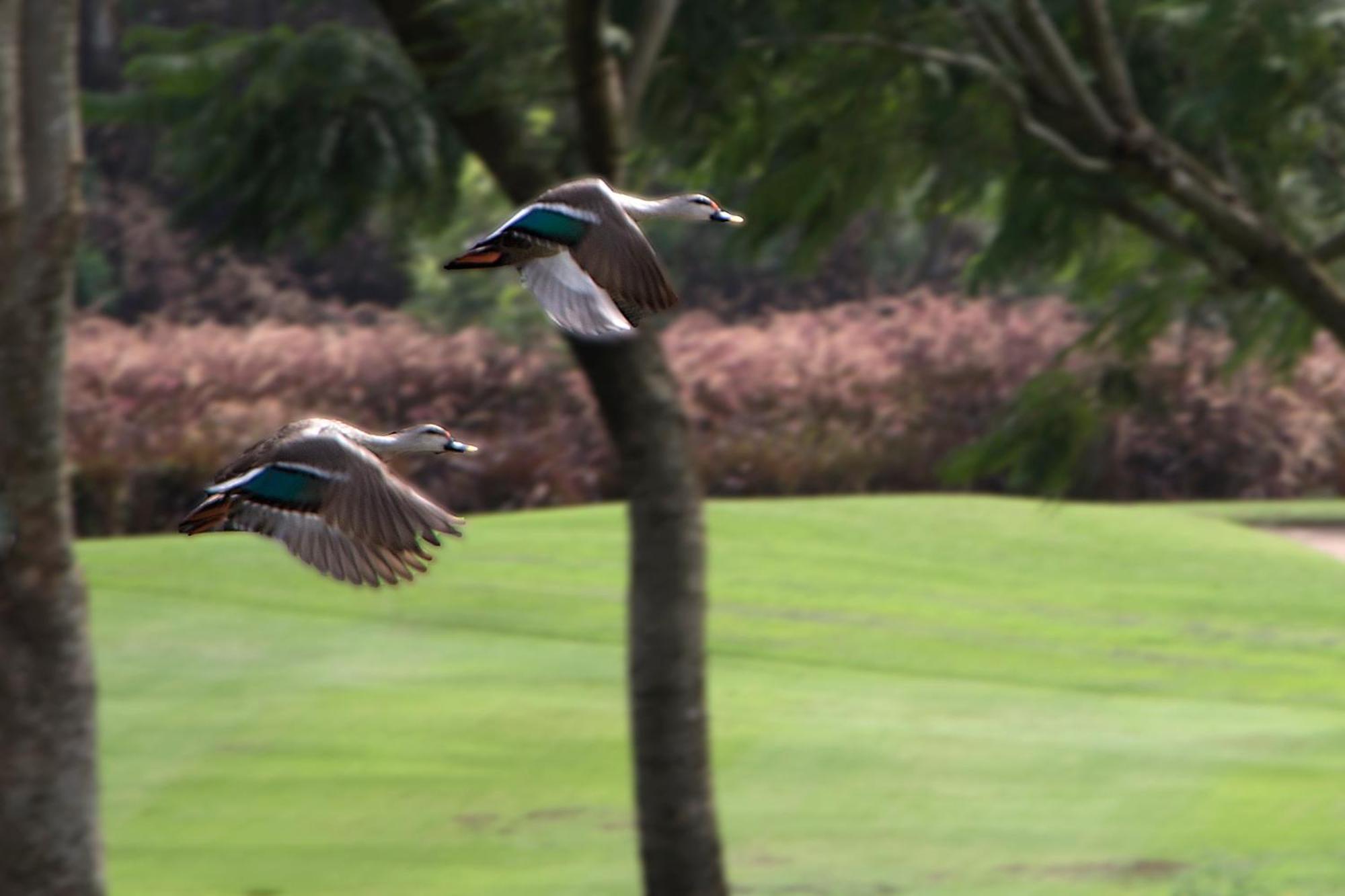 Oxford Golf Resort Pirangut Zewnętrze zdjęcie